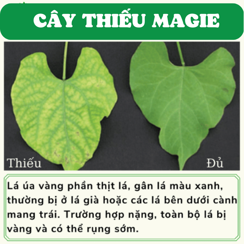 Phân bón lá hữu cơ trung vi lượng siêu magie dạng nước Biogreen giúp cây trồng lá xanh dày thân mập, lá vàng thành xanh