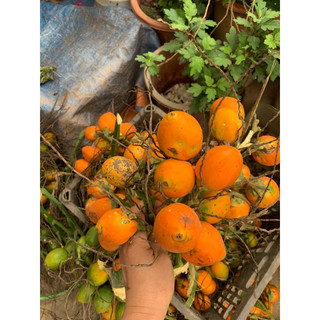 Quả cau giống