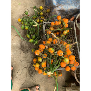 Quả cau giống