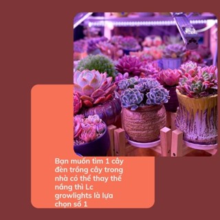 Lc Growlights - Bóng 60cm Đèn trồng sen đá và xương rồng giúp cây quang hợp và lên màu đẹp