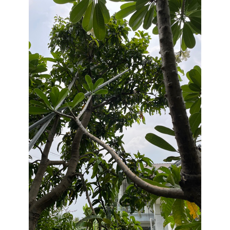 Hoa đại/ hoa sứ cùi/hoa chăm pa cắt cành