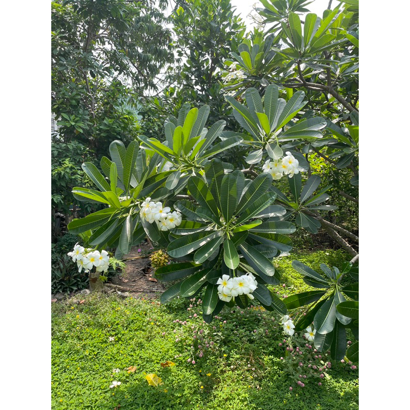 Hoa đại/ hoa sứ cùi/hoa chăm pa cắt cành