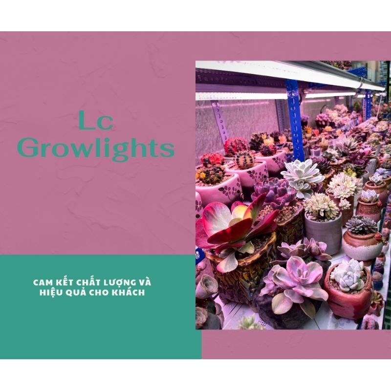  Lc Growlights - Bóng 1m2 Đèn trồng sen đá và xương rồng giúp cây khỏe đẹp 