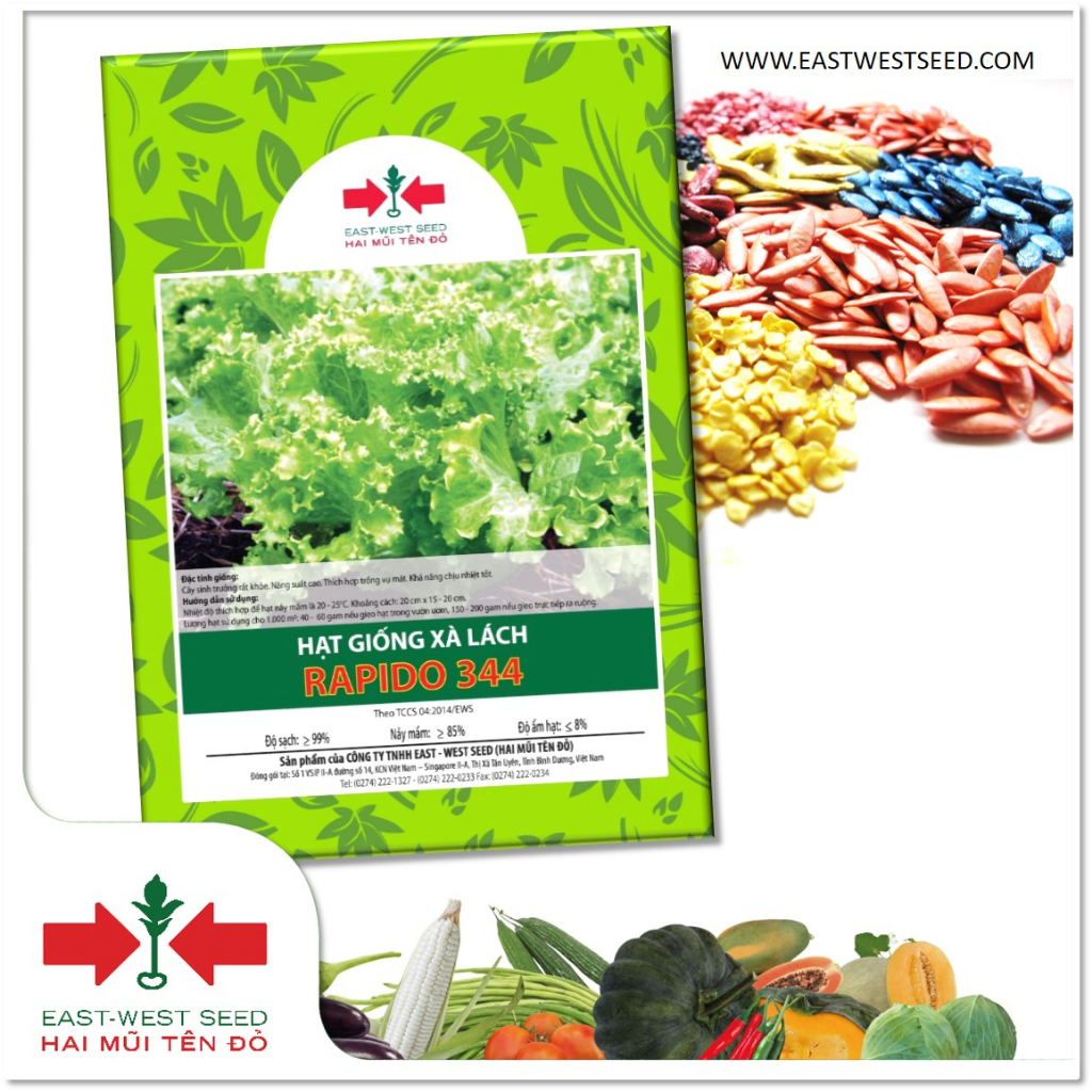 GÓI 10g HẠT GIỐNG XÀ LÁCH RAPIDO CỦA EAST-WEST SEED (HAI MŨI TÊN ĐỎ)