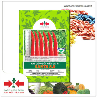 Gói 5g hạt giống ớt hiểm lai f1 santa 8.0 của east-west seed