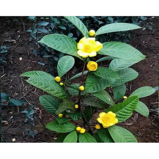 cây trà hoa vàng cao 60-70cm