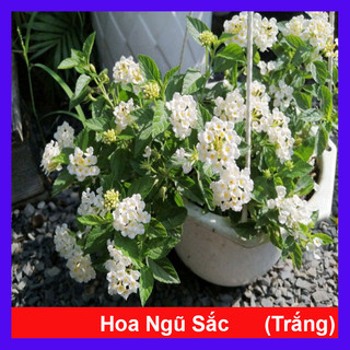 Cây hoa ngũ sắc - hoa trâm ổi trắng