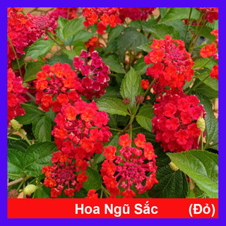 Hoa ngũ sắc - hoa trâm ổi đỏ
