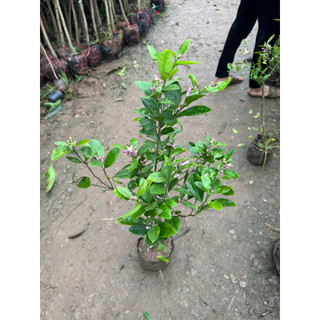 Cây chanh tứ quý giống - Cây chanh giống 4 mùa - cây chanh giống tứ quý chuẩn