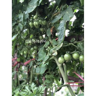 Hạt giống cà chua bi đỏ - cà chua bi f1