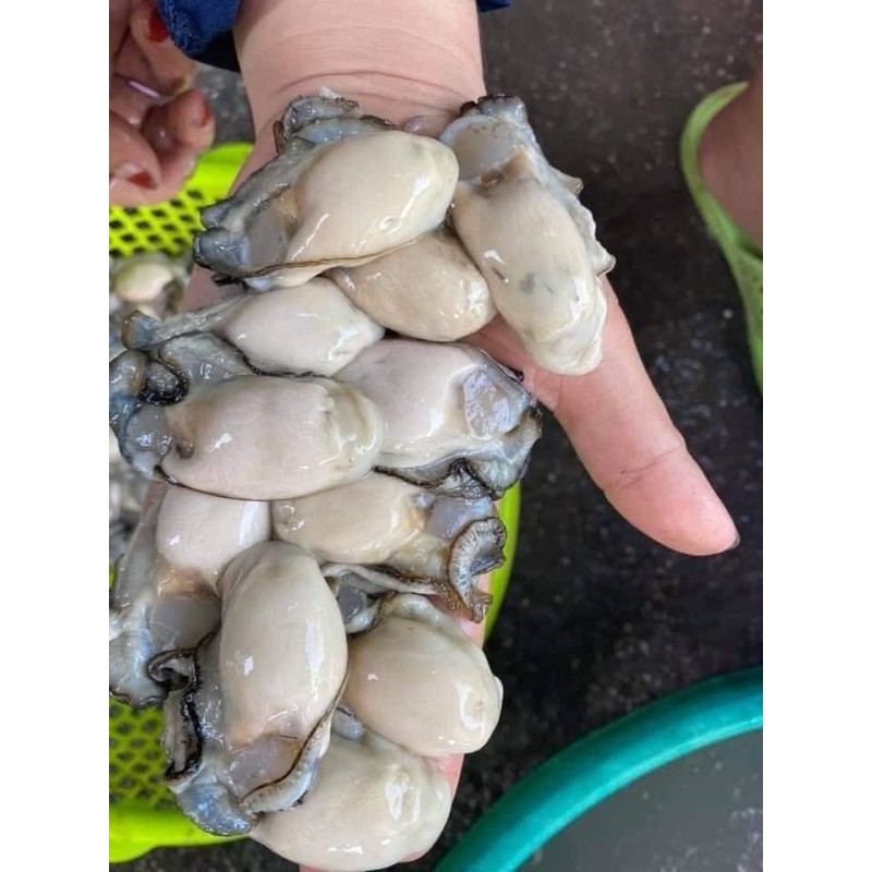 Hào sữa tách vỏ 500g (giao hoả tốc tphcm)