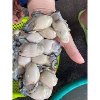 Hào sữa tách vỏ 500g