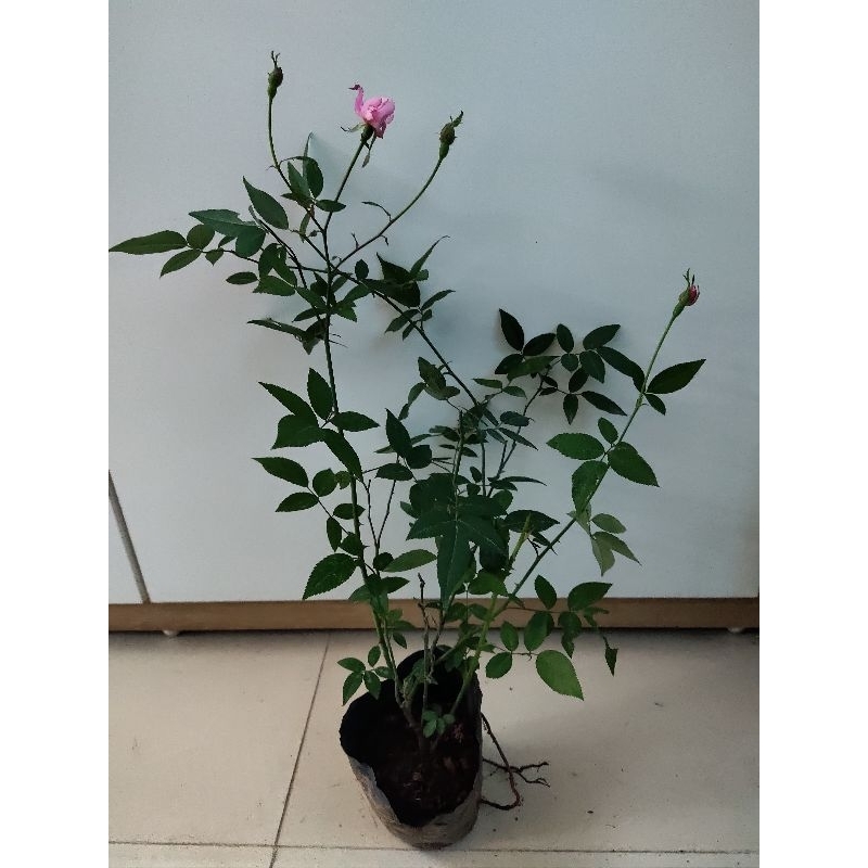 Hoa hồng Vân Khôi, Đào cổ