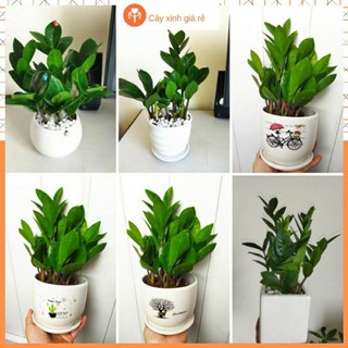 Cây kim tiền để bàn hút tài lộc ( tặng đá trang trí)#caykimtien#caykimtiendeban