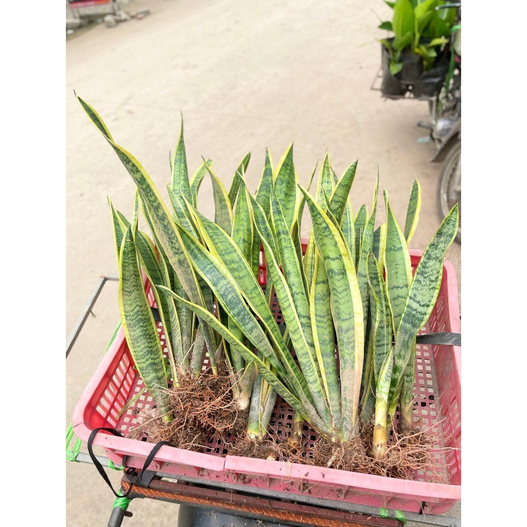 Cây lưỡi hổ viền vàng,1 Gốc, Trồng cây nội thất, trang trí cảnh quan sân vườn@