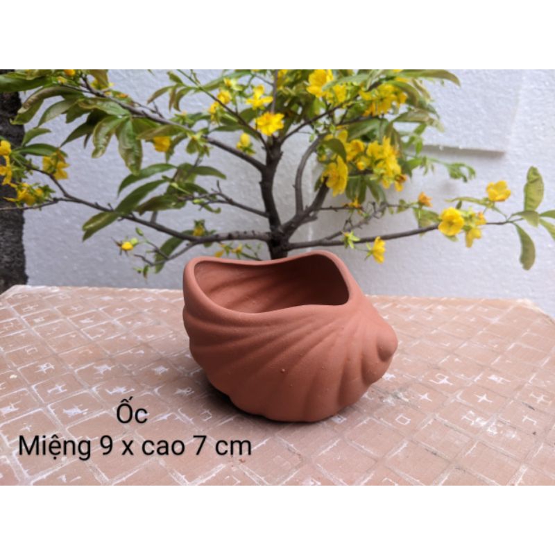 Chậu đất nung hình ốc trồng sen, đá xương rồng đẹp, trồng cây cảnh mini