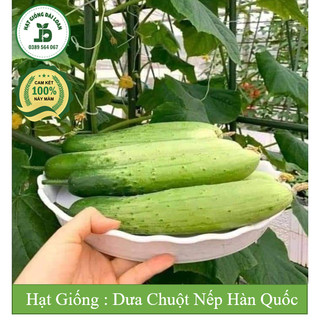 Hạt giống dưa leo nếp Hàn Quốc, dưa chuột nếp - tỉ lệ nảy mầm 97%