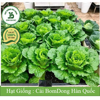 Hạt giống cải xanh Hàn Quốc - 1 trong những loại cải ngon nhất