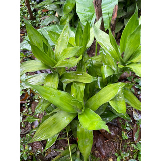 Cây phát lộc