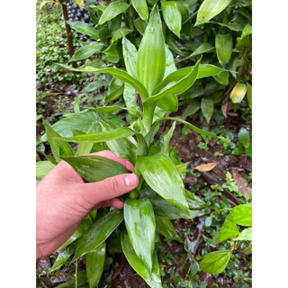cây phát lộc búp sen (thân giống không rễ)