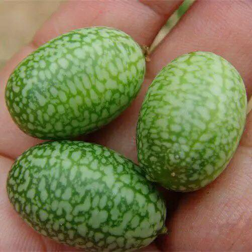 Hạt Giống Dưa Hấu Mini  -