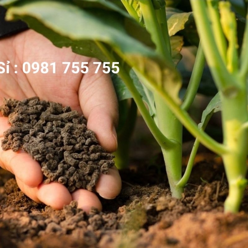 Phân Bò Hữu Cơ Bón Hoa Rau Củ Quả Siêu Trái