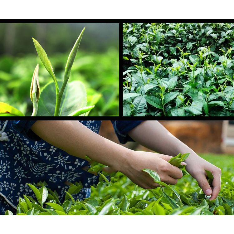 ⚡️Hàng Mới ⚡️Trà Ô Long Nhân Sâm - Lan Quý Nhân