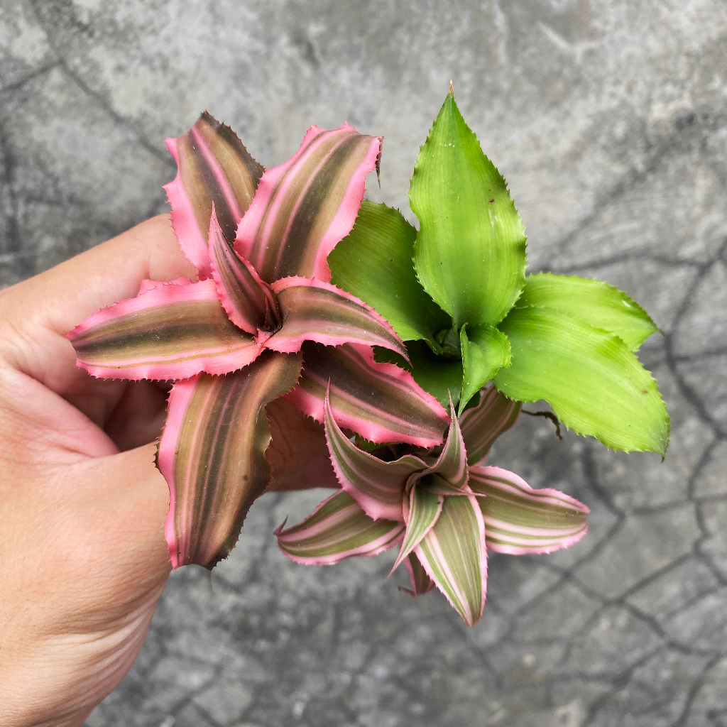 Dứa tiểu phụng đủ size