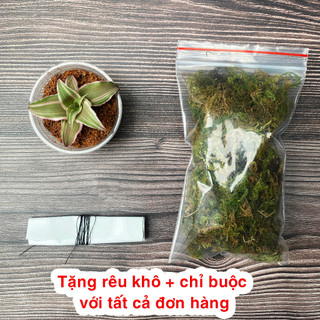 Dứa tiểu phụng đủ size