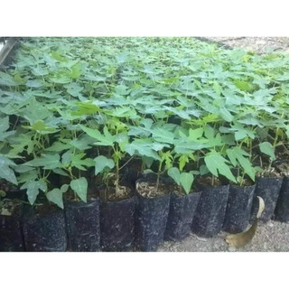 Cây giống đu đủ vàng (Cây khỏe đẹp)