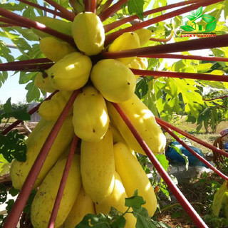 Cây giống đu đủ vàng (Cây khỏe đẹp)