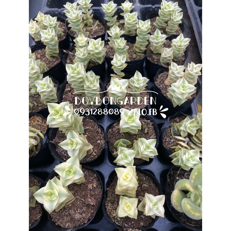 Cây sen đá xiên thịt var _🌱hàng sẵn