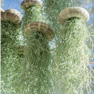 Cây không khí tóc tiên ,trang trí nhà cửa lọc không khí