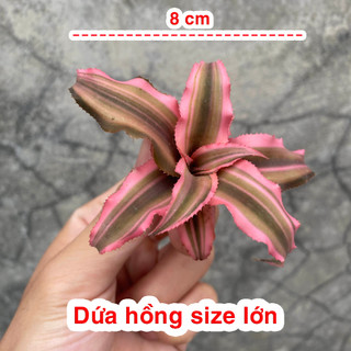 Dứa tiểu phụng đủ size