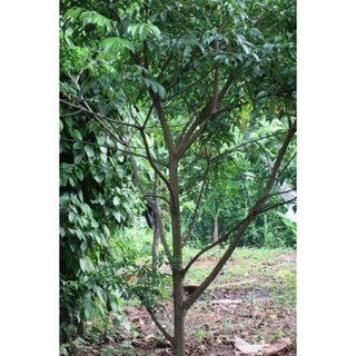 COBOM 6 CÂY GIỐNG MÓC MẬT