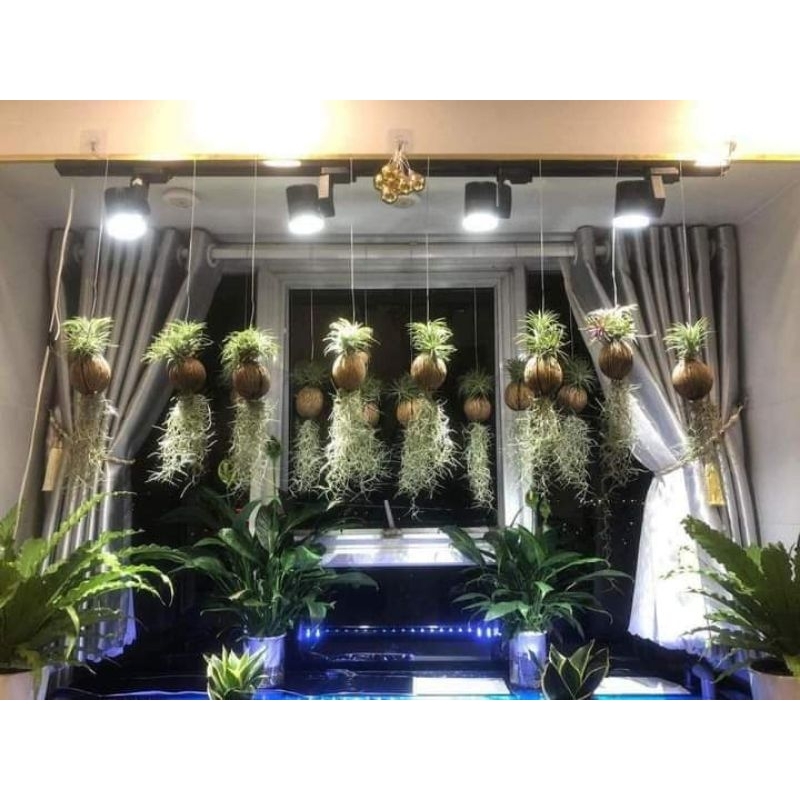 Cây không khí Kim yến dừa tóc tiên, lọc không khí trang trí cảnh quan, chùm kim yến to, nhà cửa, quán cafe