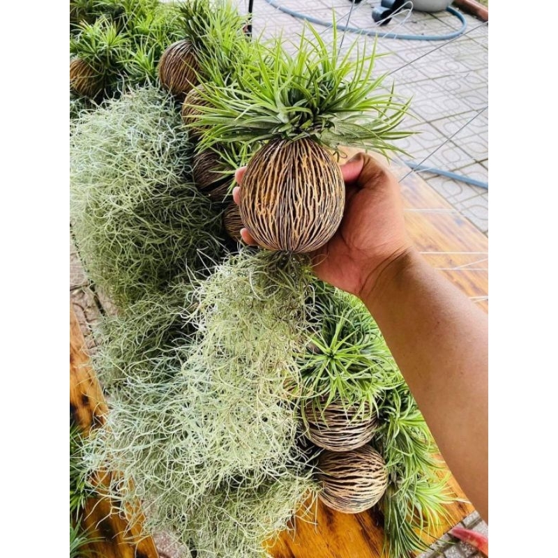 Cây không khí Kim yến dừa tóc tiên, lọc không khí trang trí cảnh quan, chùm kim yến to, nhà cửa, quán cafe