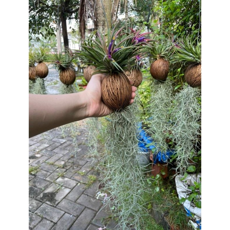 Cây không khí Kim yến dừa tóc tiên, lọc không khí trang trí cảnh quan, chùm kim yến to, nhà cửa, quán cafe