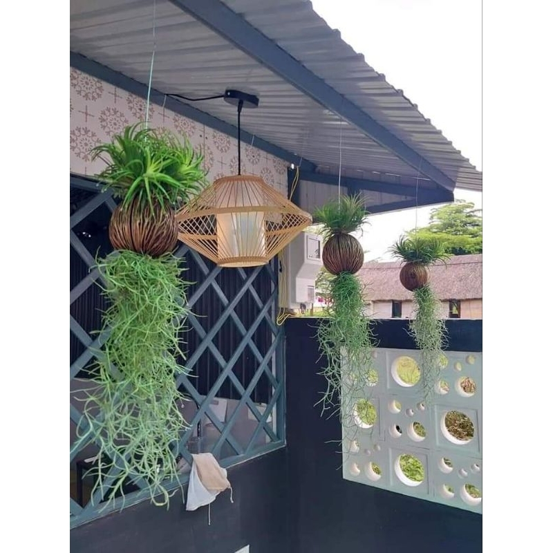 Cây không khí Kim yến dừa tóc tiên, lọc không khí trang trí cảnh quan, chùm kim yến to, nhà cửa, quán cafe