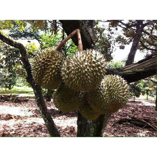 Cây giống sầu riêng óc khỉ