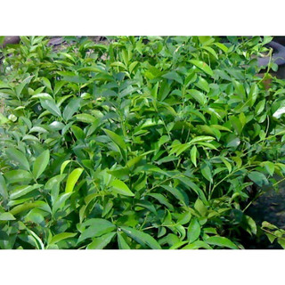COBOM 6 CÂY GIỐNG MÓC MẬT