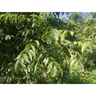 COBOM 6 CÂY GIỐNG MÓC MẬT