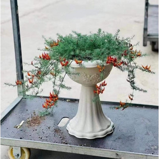 cây Phượng hoàng lửa