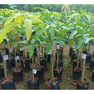 Cây giống xoài tượng da xanh