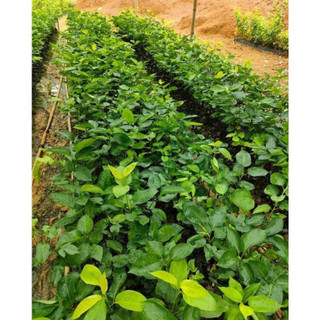 Cây giống lê đỏ nam phi trĩu quả