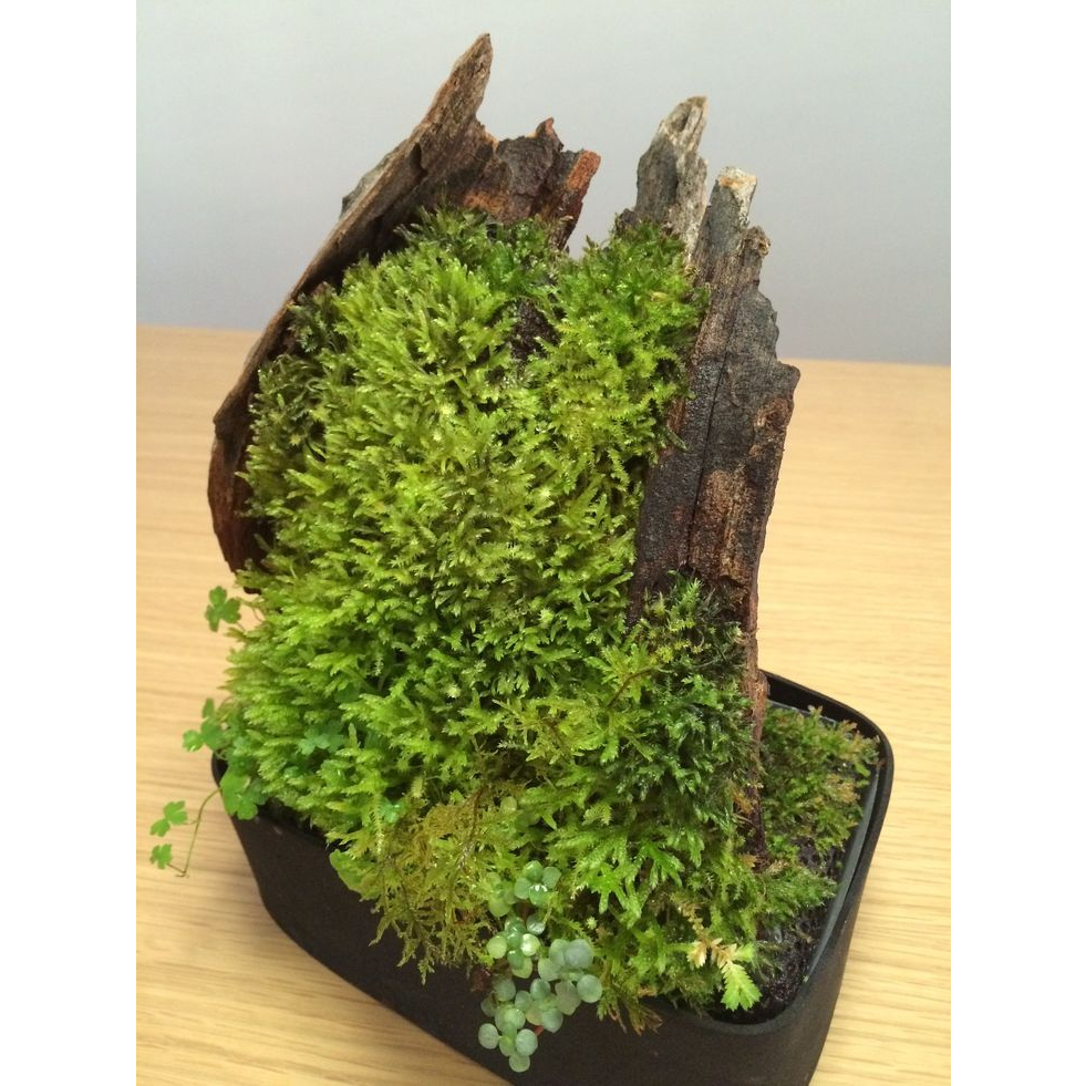 Rêu Weeping Rêu rừng chuyên setup bể bán cạn - Rêu Terrarium gán lũa đá làm tường rêu