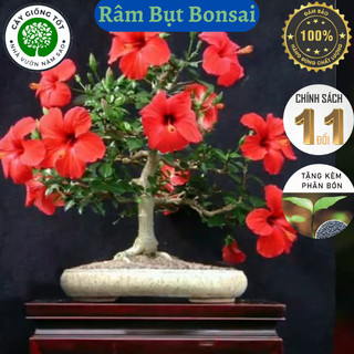 Cây hoa Râm Bụt Bonsai siêu đẹp , râm bụt bonsai để bàn , uốn dáng điệu đà siêu đẹp