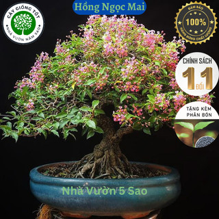 Cây Hồng Ngọc Mai Bonsai , cây cảnh bonsai siêu đẹp , dễ uốn dáng dễ chăm sóc