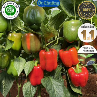 Cây ớt ngọt, ớt chuông , ớt đà lạt , cây cho quả bao to , cao 20-40cm