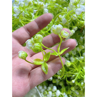Cỏ điểm bi cụp 100gr